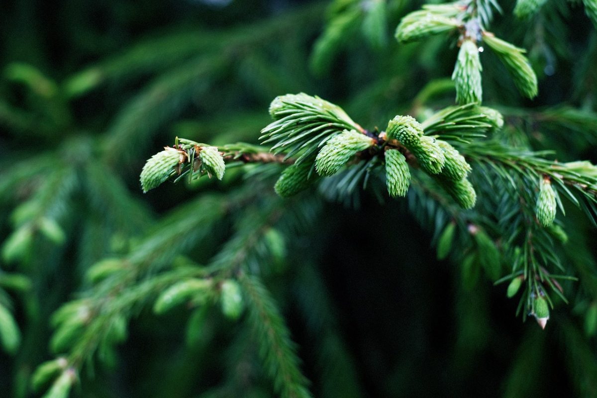 How Conifers Maintain Their Green Hue